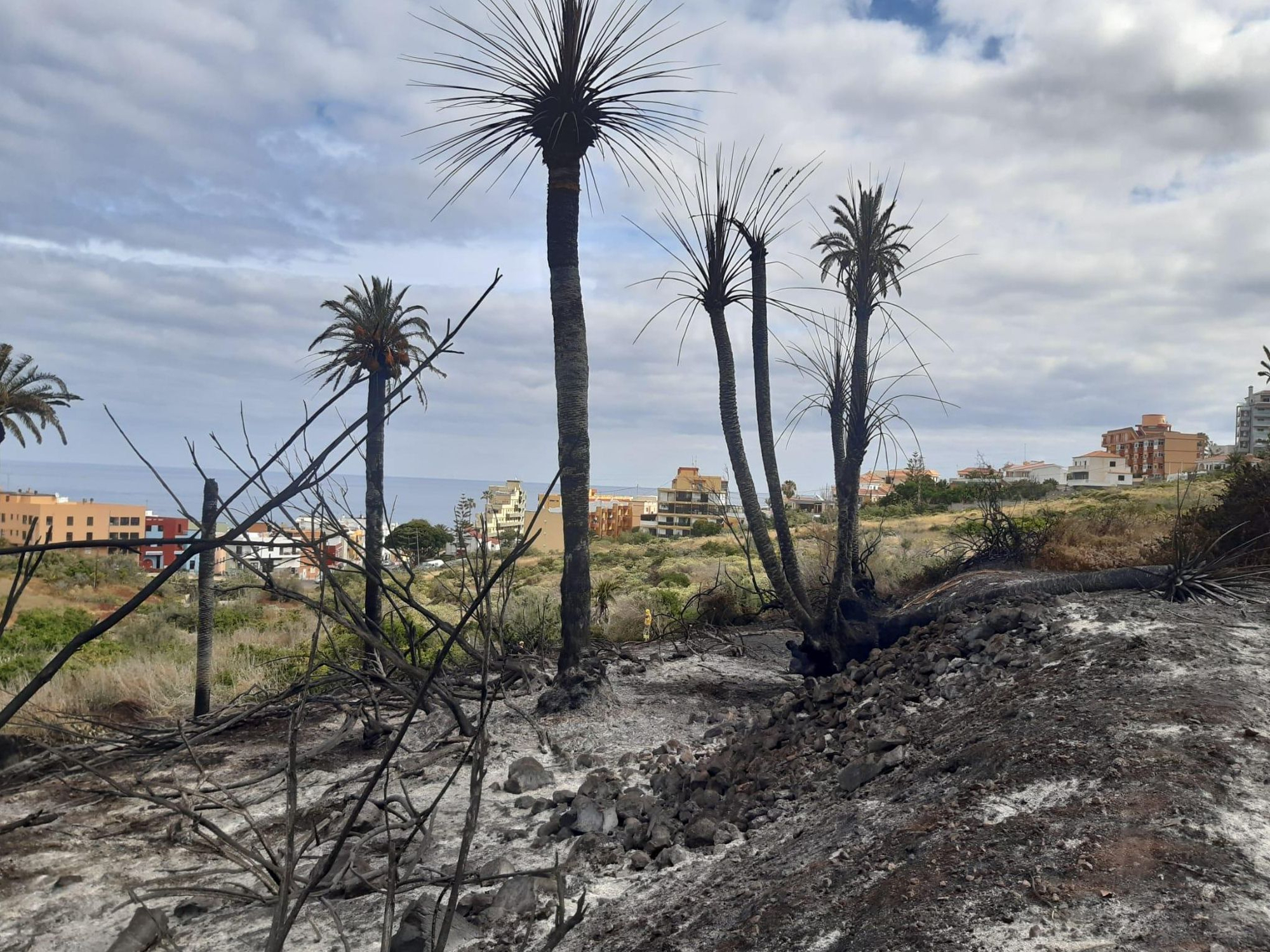 Palmeral afectado por el fuego en Bajamar