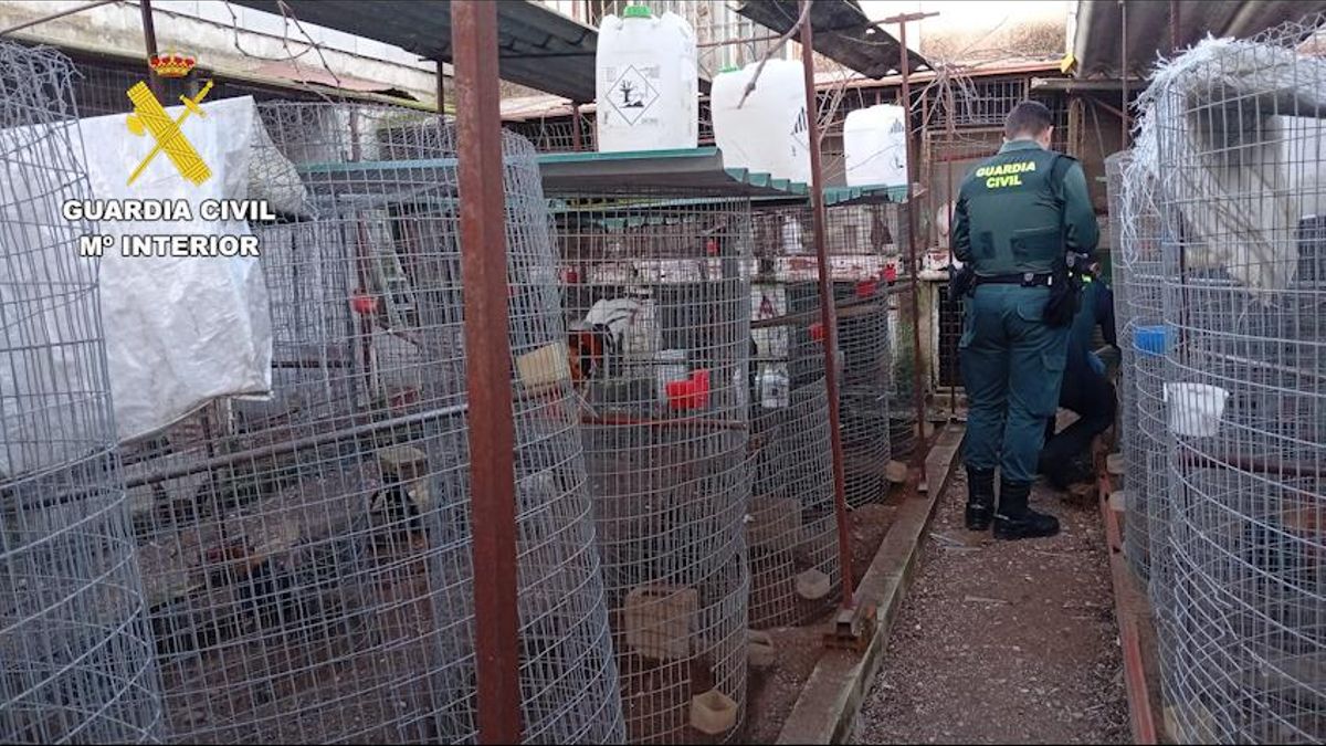 Zona en la que intervino la Guardia Civil en La Carlota.
