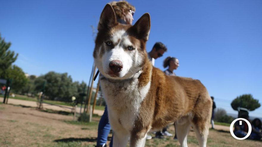 El ‘resort’ de los perros en vacaciones: el auge de las residencias caninas en verano