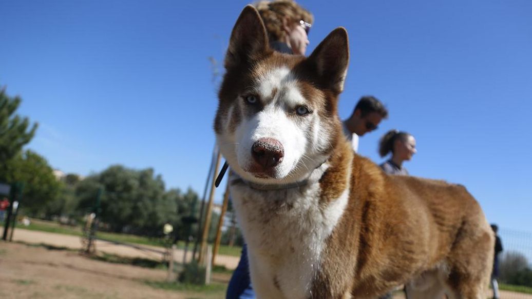 Un perro en un parque en verano.