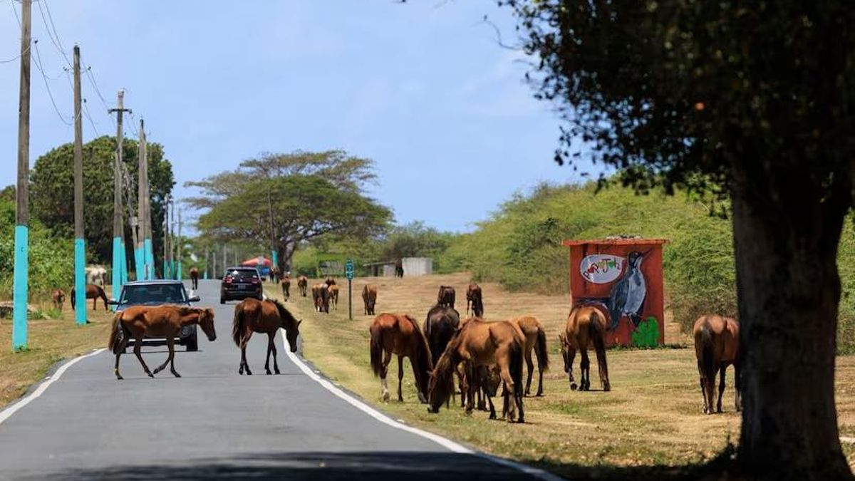 Los caballos son parte del paisaje habitual de las carreteras de Vieques