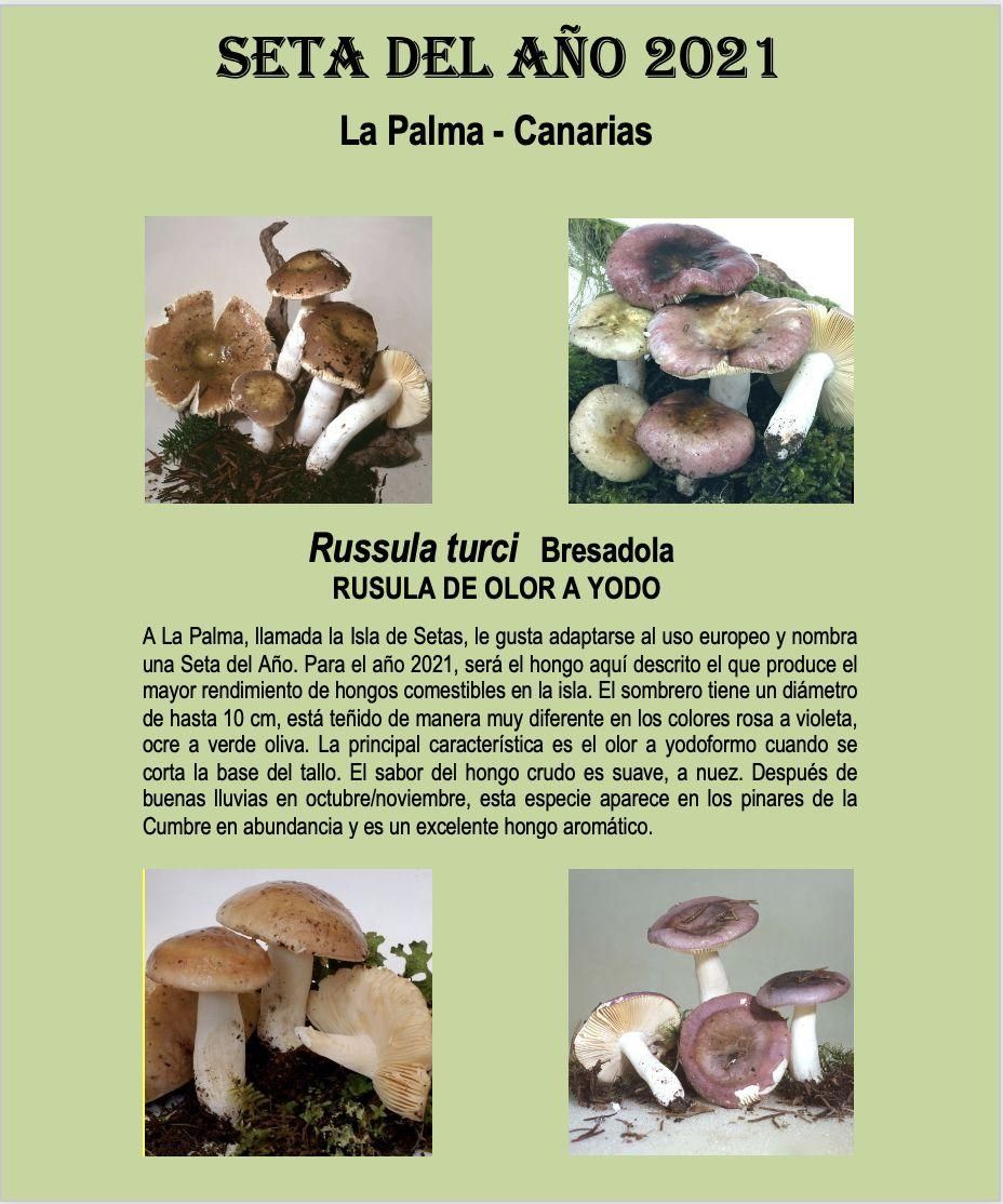 Cartel de la 'Seta del Año 2021' de La Palma. ROSE MARIE DÄHNCKE