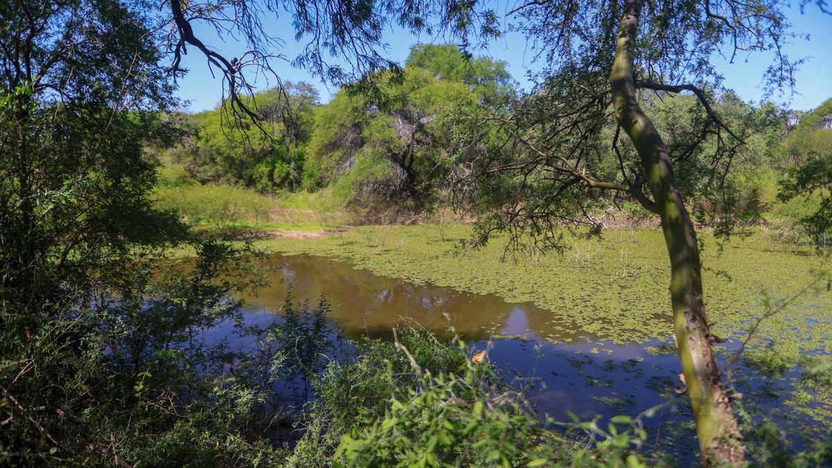 El Impenetrable, un pulmón de Sudamérica amenazado por la ganadería y la deforestación