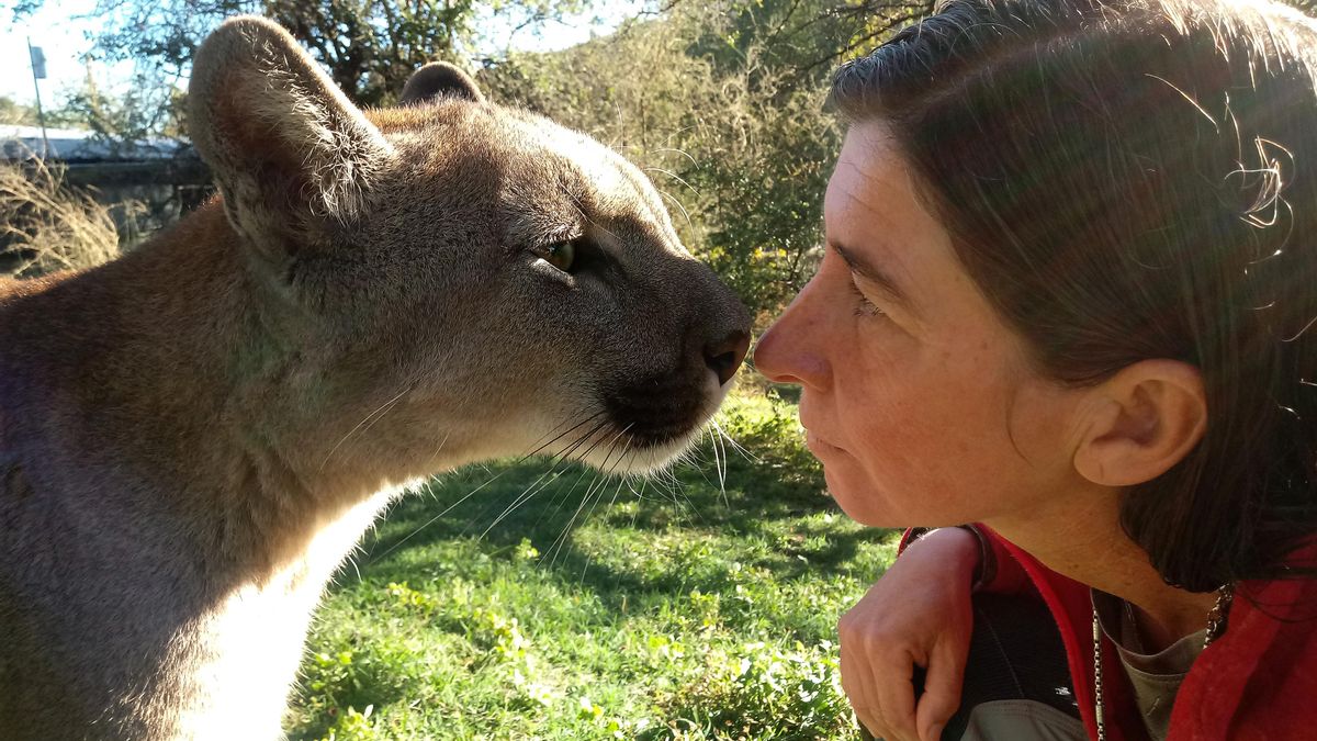Karina Maschio (Kai Pacha), junto a Estanislao, un puma ciego, uno de los 22 ejemplares de Puma concolor que hospeda en Pumakawa, la mayor reserva del país para individuos de la especie.