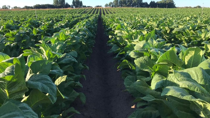 El tamaño medio de las explotaciones de tabaco no supera las 10 hectáreas en el norte de Extremadura