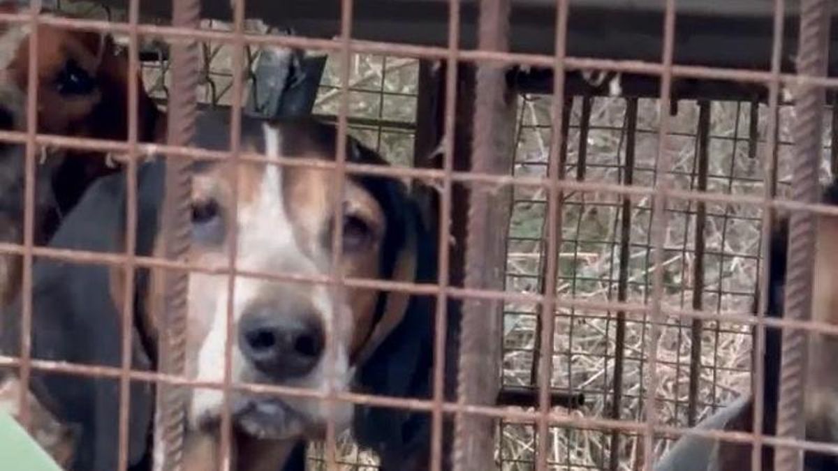 Perros de caza vinculados a un caso de presunto maltrato animal en Lillo del Bierzo.