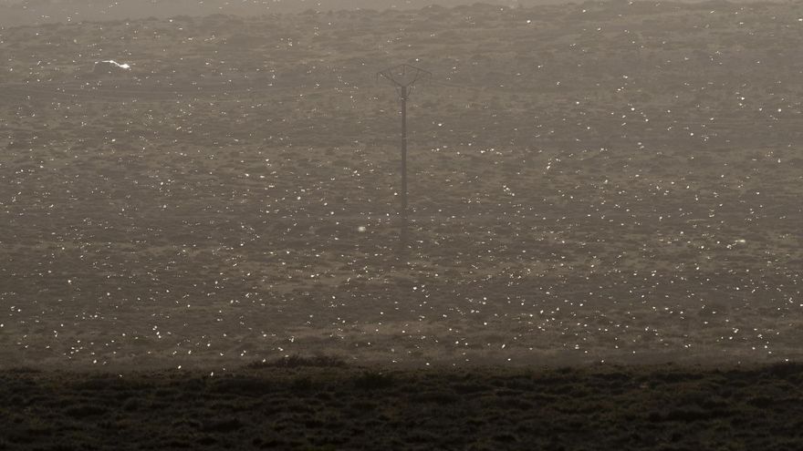 Llegan a Lanzarote cientos de ejemplares de langosta africana