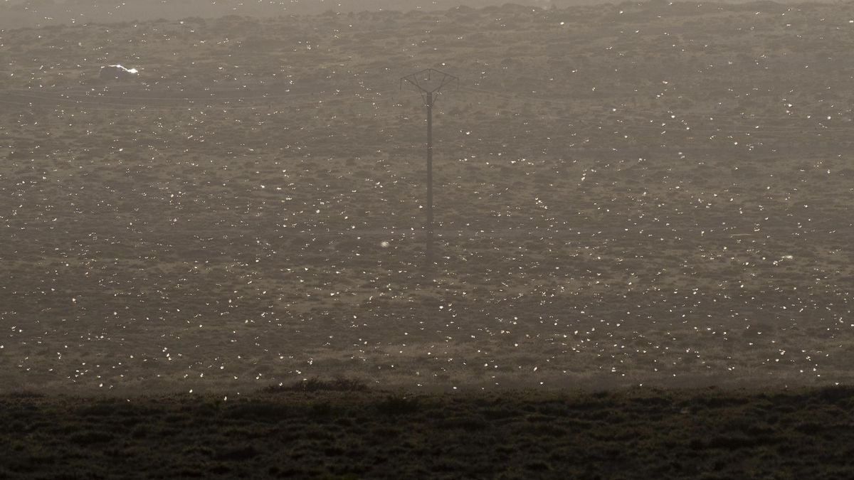 La calima atrae a cientos de ejemplares de langosta africana hacia Lanzarote
