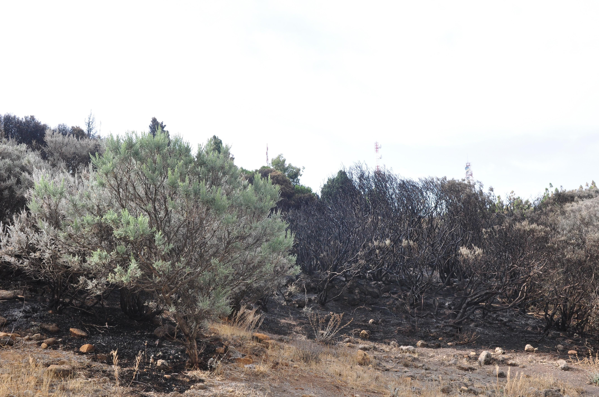 Efectos del incendio en Gran Canaria. (Ángel Sarmiento).