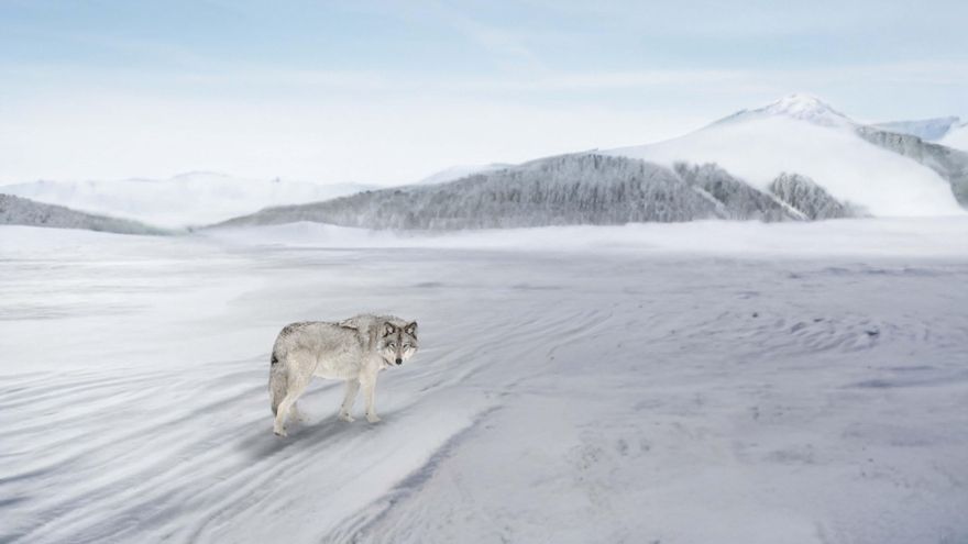 Tamajón durante un invierno cuando abundaban los lobos
