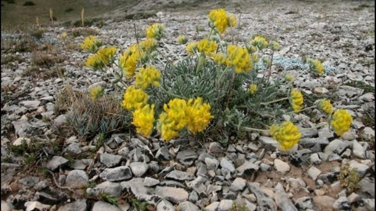 Castilla-La Mancha quiere proteger de la extinción a una planta que solo crece en un parque natural de Albacete