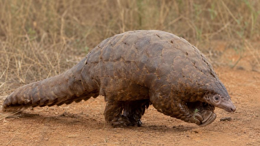 El pangolín, el mamífero más traficado en el mundo, está en riesgo de desaparecer por completo