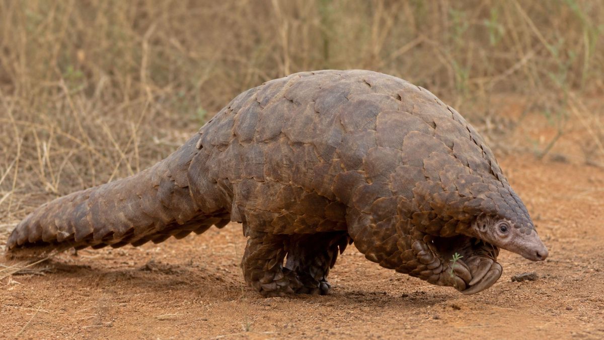 El pangolín, el mamífero más traficado en el mundo, está en riesgo de desaparecer por completo