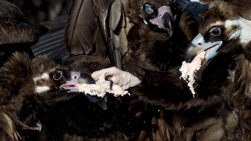 El buitre negro se expande en Portugal, tras más de diez años de esfuerzos