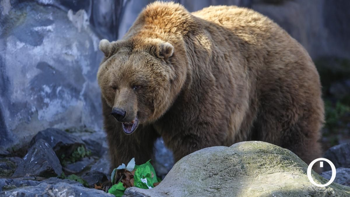 Un oso en el Zoo de Córdoba.