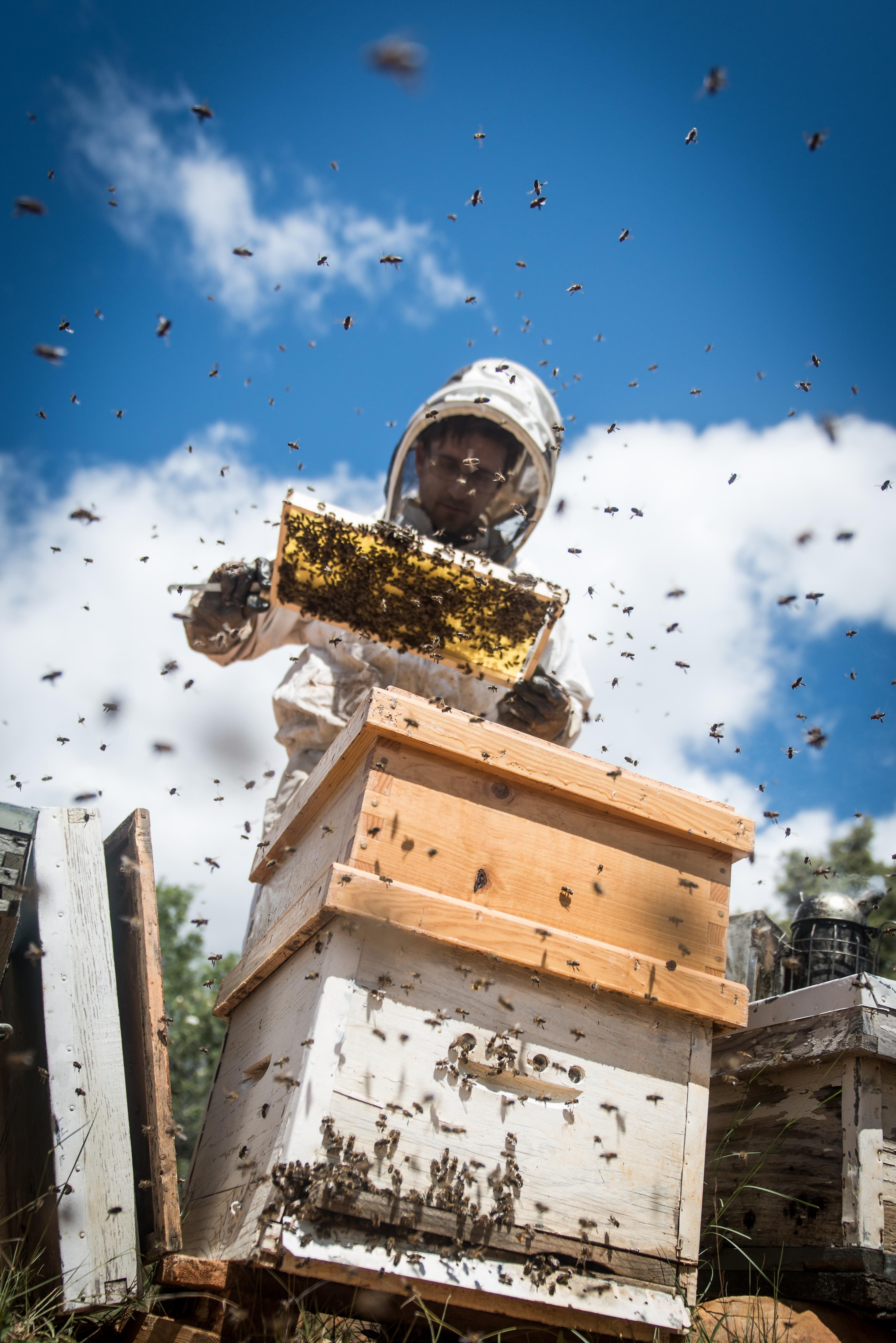 El apicultor sacando uno de los panales de la colmena para extraer la miel