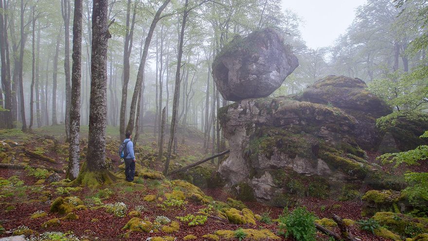 Ruta del Bosque encantado de Artea: una escapada por los frondosos bosques de Navarra