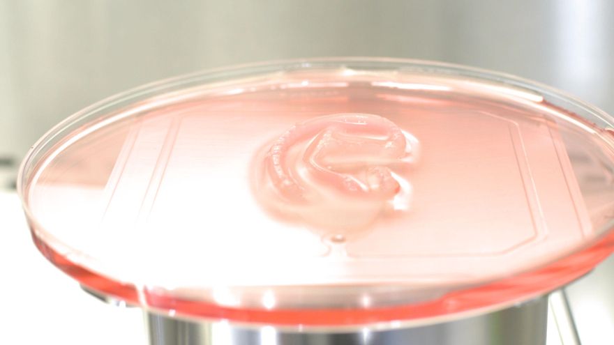 Estructura de la oreja de tejido cartilaginoso impresa en 3D