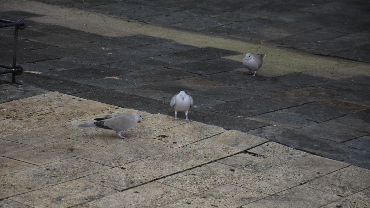 Las palomas y tórtolas muertas encontradas en Daimiel "no tenían gripe aviar", según confirma el Ayuntamiento