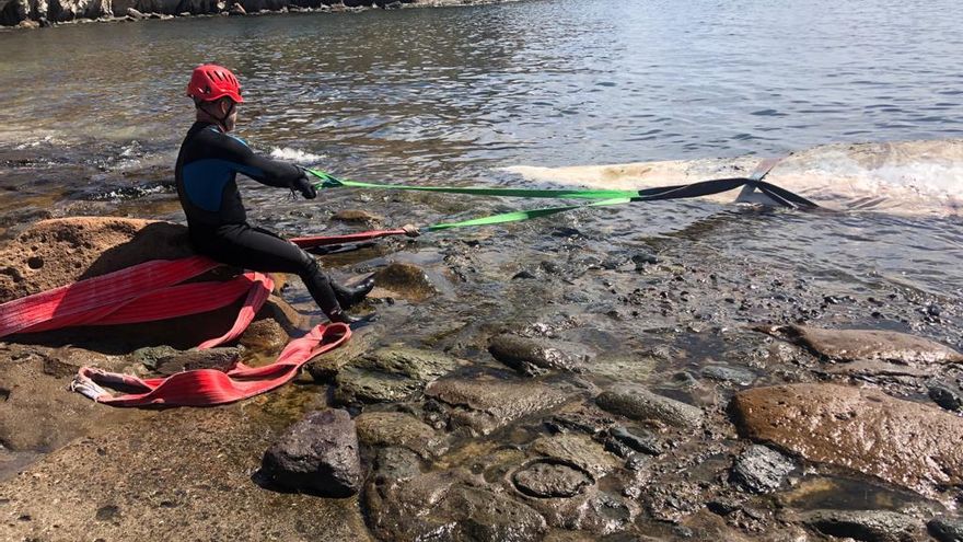 Un operario intenta arrastrar el cuerpo del cachalote fuera del agua, en la costa de Mogán