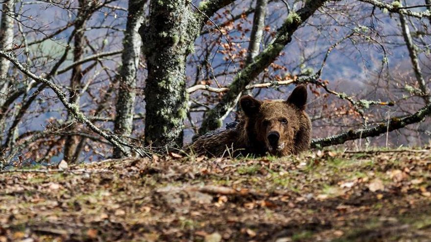 Beato, el más exitoso caso de reincorporación de un oso pardo a su hábitat