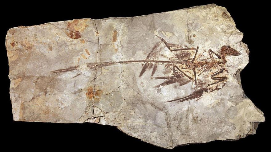 ¿Por qué nunca existieron dinosaurios del tamaño de un ratón o un colibrí? La ciencia lo explica poniendo el foco en los mamíferos