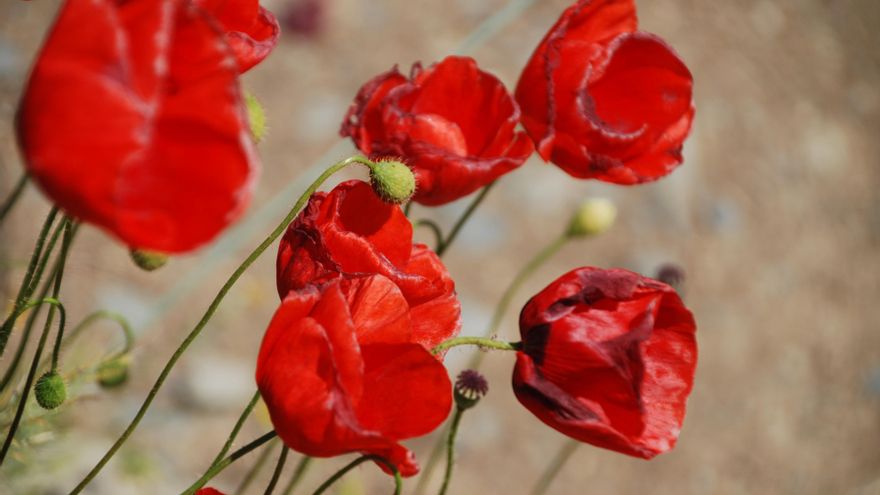 Sopa de ortigas o croquetas de amapola, recetas basadas en la sabiduría popular al alcance de cualquiera