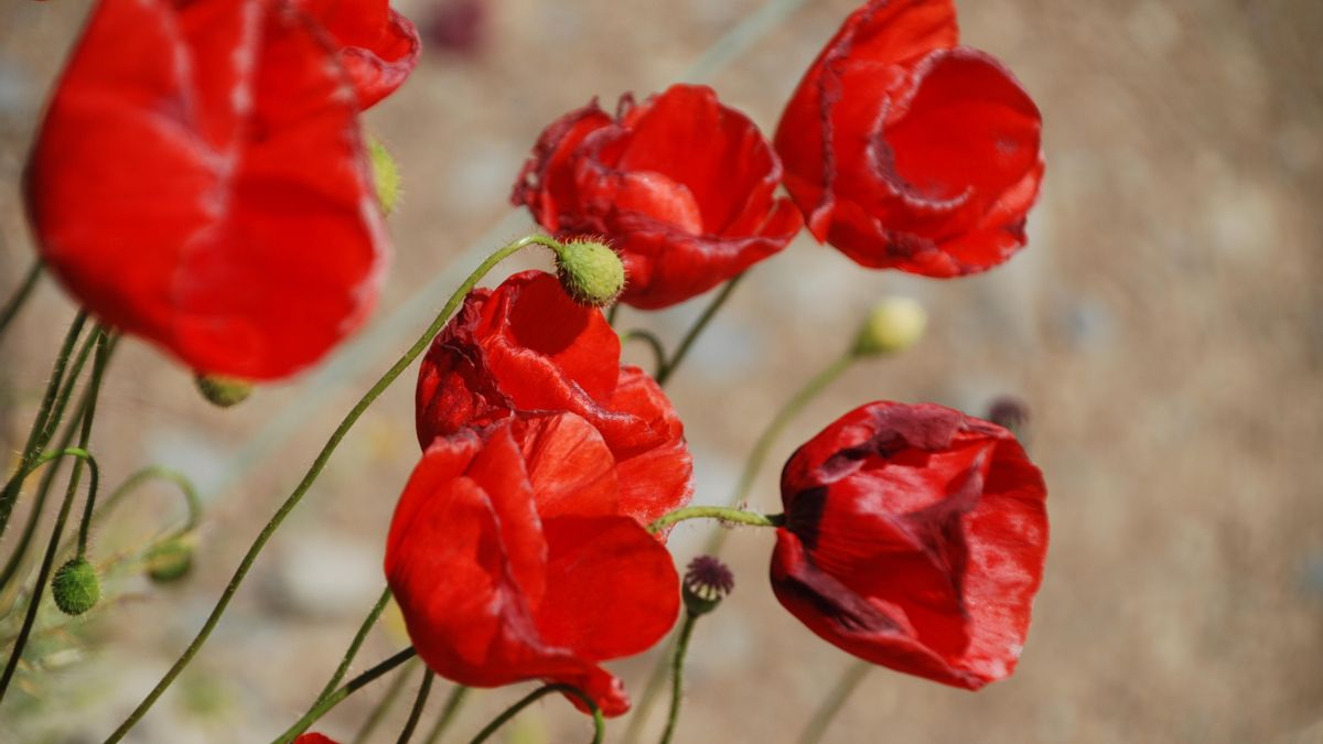 Sopa de ortigas o croquetas de amapola, recetas basadas en la sabiduría popular al alcance de cualquiera