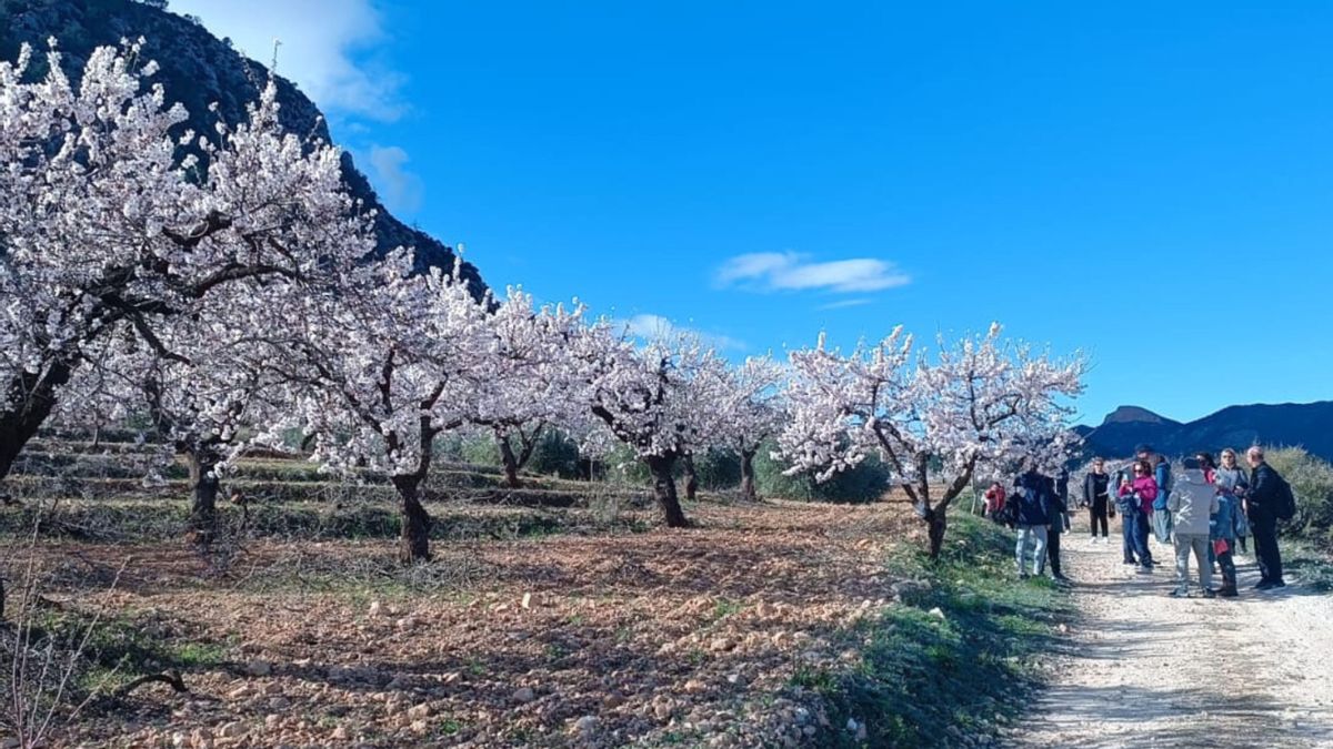 Floración del almendro