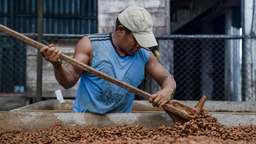 El precio del cacao marca un récord, por encima de 10.000 dólares, y dispara el chocolate