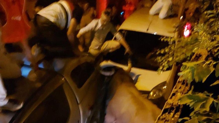 Un toro es atropellado en Brihuega (Guadalajara) tras escaparse de un encierro: "Le dieron golpes hasta matarlo, y no es la primera vez"