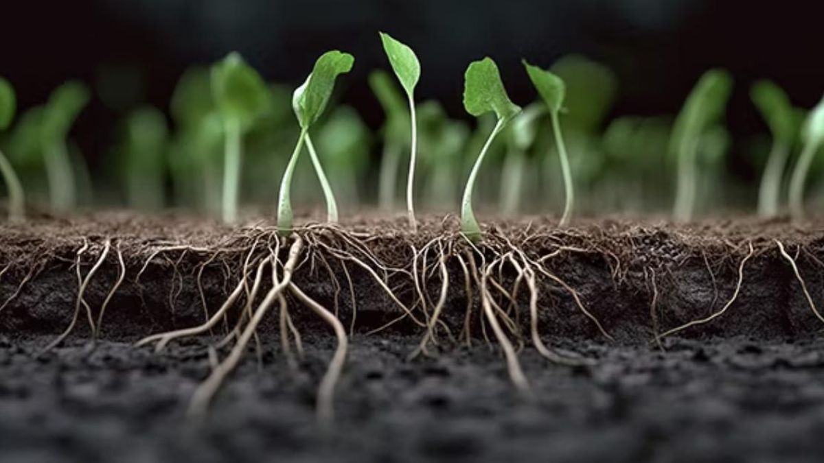 La raíz de las plantas no actúa como una estructura homogénea