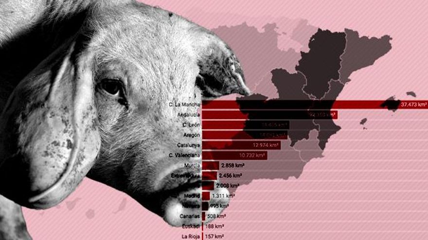España paga un peaje de contaminación del aire y el agua por convertirse en la fábrica mundial de cerdos