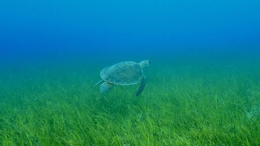 Los microplásticos tienen un gran impacto en la fauna marina, sobre todo, en las tortugas