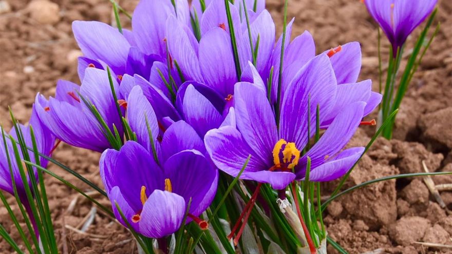 Mejores perspectivas para la cosecha de azafrán de La Mancha a pesar del "momento crítico" que atraviesa el cultivo