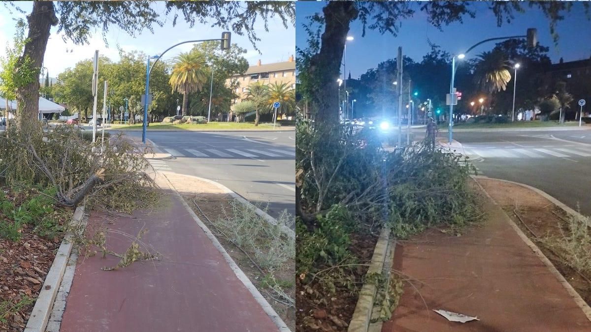 Ya se secó el arbolito