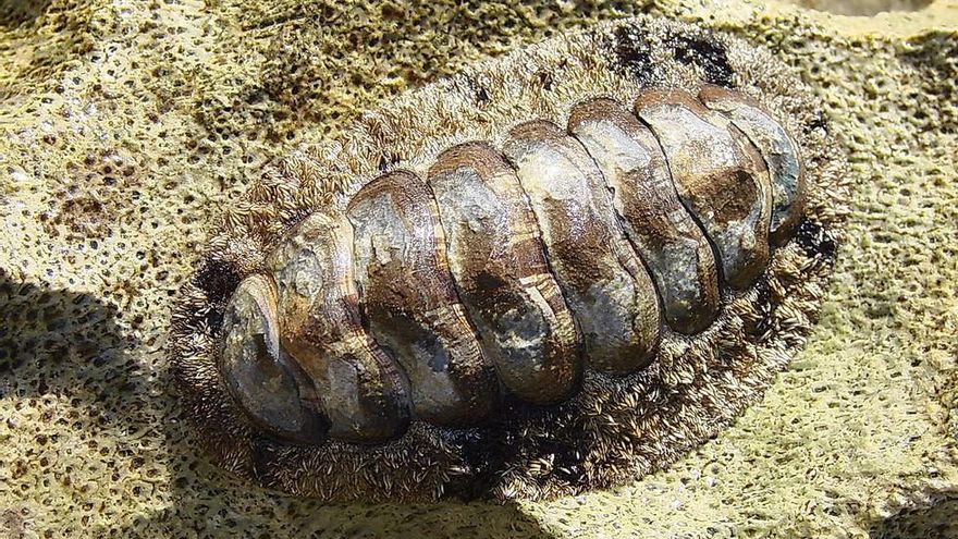 Científicos coreanos descubren una nueva especie de molusco que apenas ha cambiado en 300 millones de años