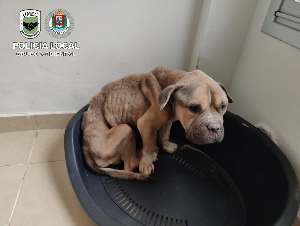 Imagen del perro fallecido donde se puede observar el estado de extrema delgadez.