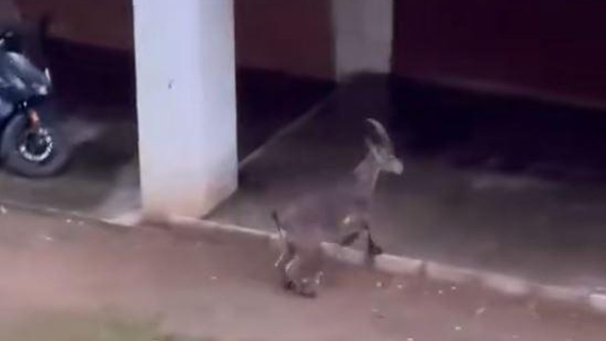 Vecinos avistan una cabra en las calles de la Fuensanta