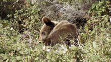 Imagen de archivo de un oso pardo.
