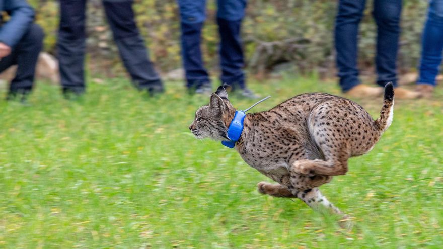 Lince liberado en la finca El Borril, de Toledo
