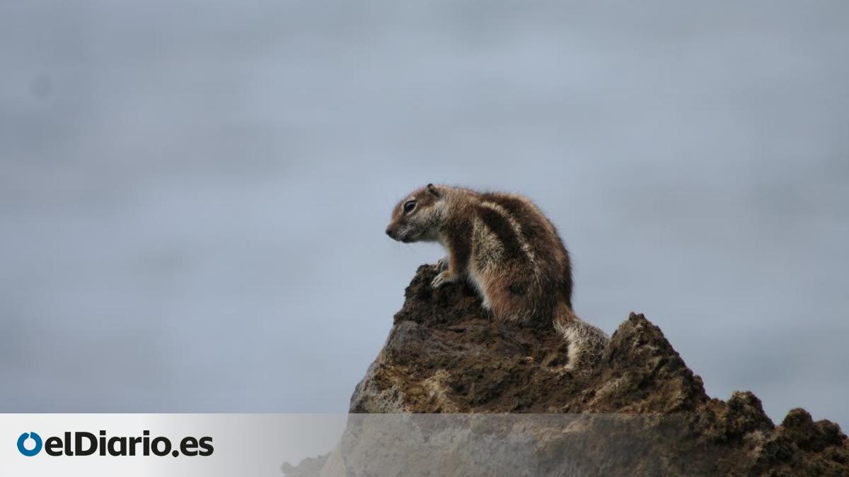 The Moorish Squirrel Roams Freely in Fuerteventura, and the California Snake is Now Present in Tenerife