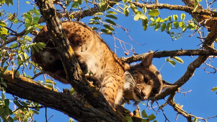 Un lince encaramado en un árbol de una vivienda de Úbeda moviliza a un equipo de expertos para bajarlo