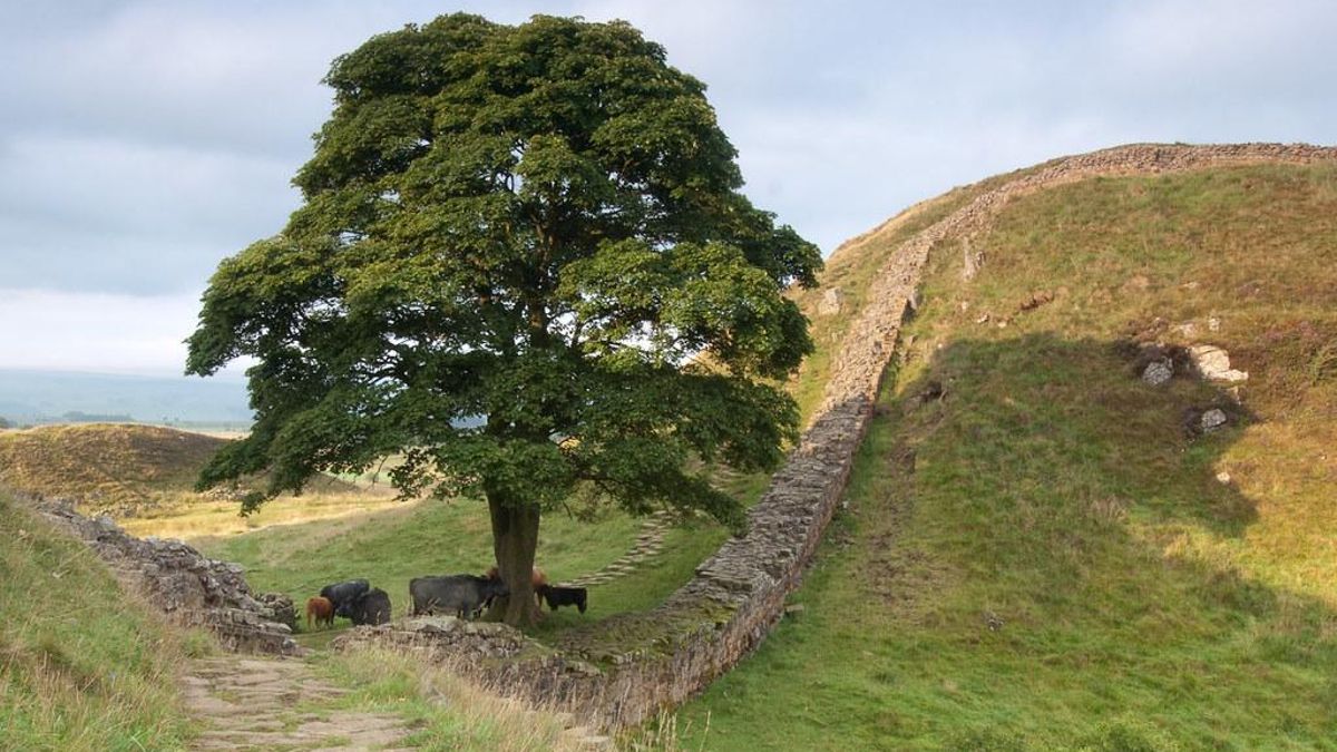 La justicia llega para el árbol de Robin Hood: cuatro años de cárcel para dos hombres