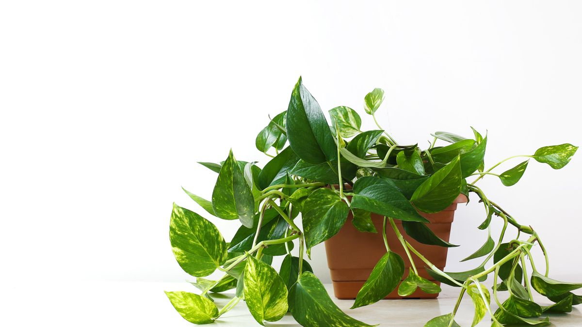 En habitaciones con muy poca luz, el poto sigue creciendo.