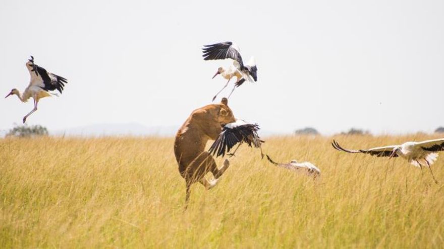 Entre las situaciones extraordinarias observadas, el investigador apunta que la escasez de alimentos impulsa que "los leones agudicen su ingenio para cazar presas que parecían fuera de su alcance, como por ejemplo aves en pleno vuelo".