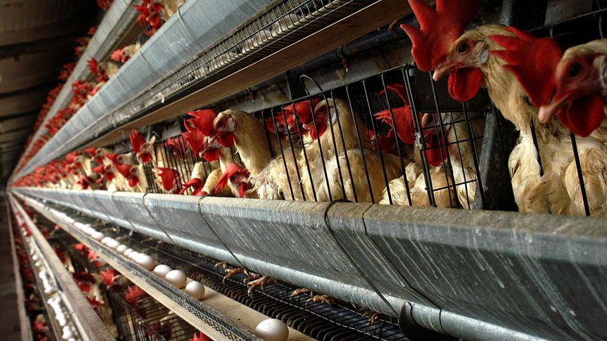 Las granjas de huevo afectadas por gripe aviar afrontan hasta ocho meses de parón