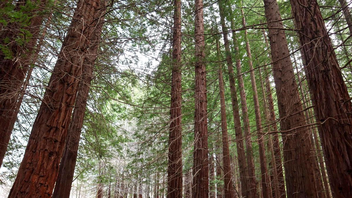Bosque de secuoyas, en Cabezón de la Sal.