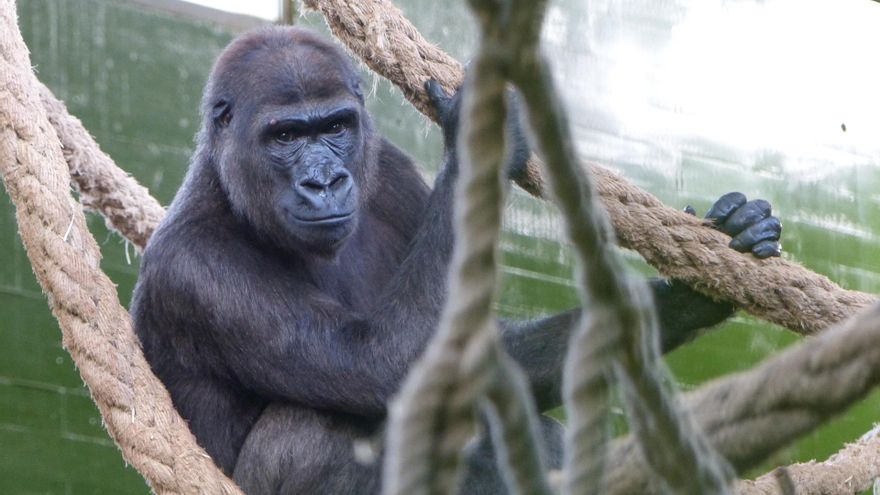 Xetsa, la nueva gorila de Cabárceno