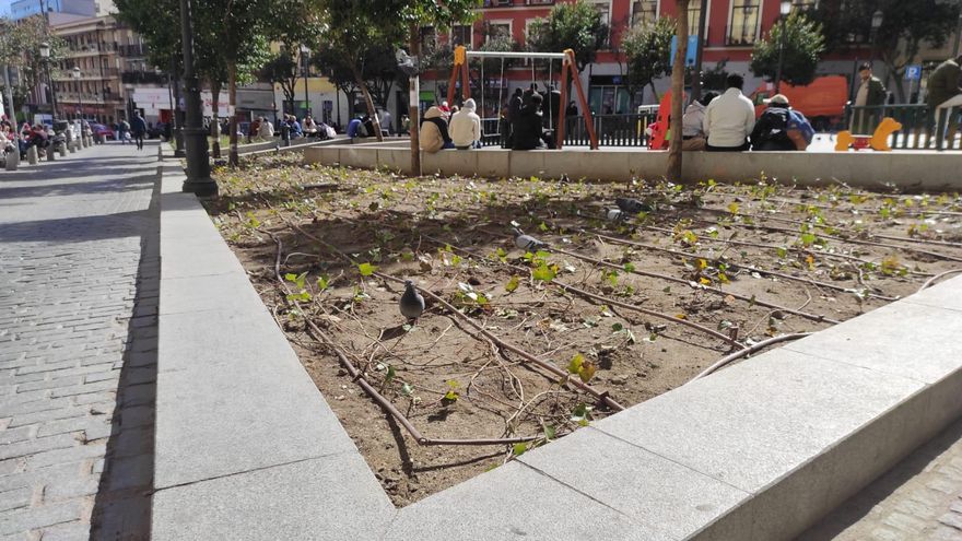 Parterre de la plaza de Lavapiés recién plantado con yedra y que ha pasado dos años yermo